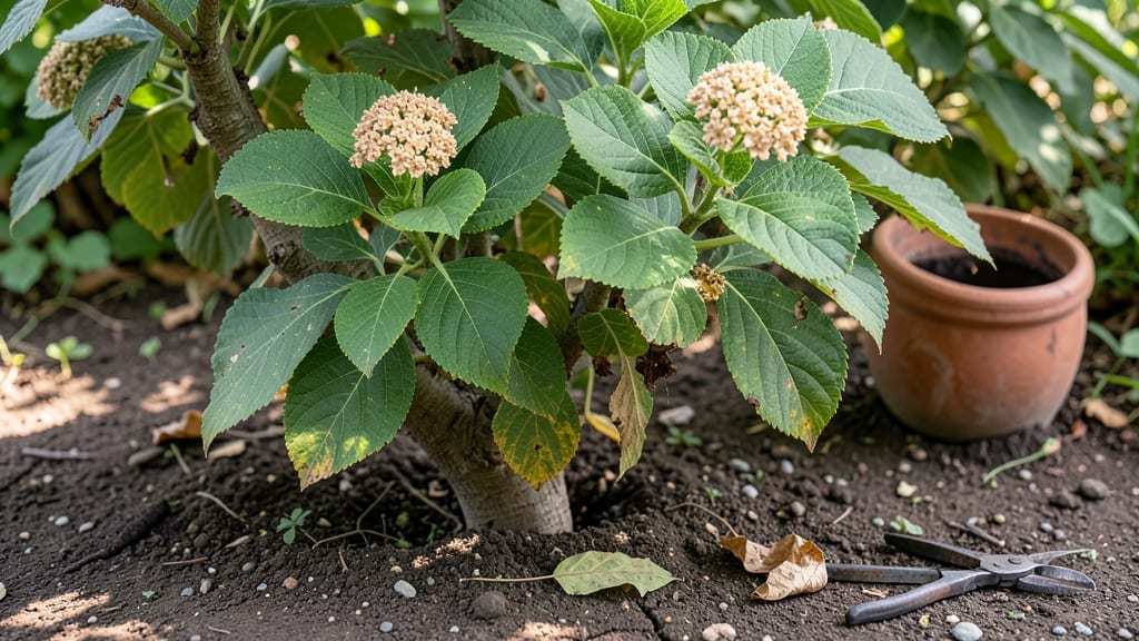 Are Hydrangeas Deciduous: How Their Leaves Change With Seasons and What It Means for Care